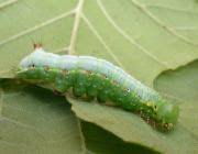 Attēlu rezultāti vaicājumam “Ptilodon capucina larva”