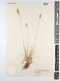 Attēlu rezultāti vaicājumam “Poa angustifolia”