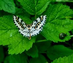 Attēlu rezultāti vaicājumam “Abraxas grossulariata”