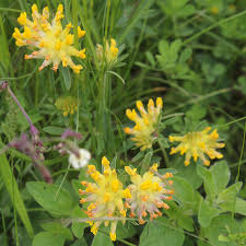 Image result for Anthyllis vulneraria