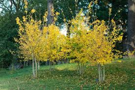 Attēlu rezultāti vaicājumam “Acer campestre”