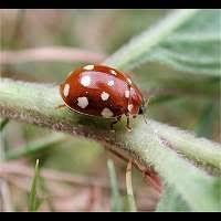 Attēlu rezultāti vaicājumam “Calvia quatuordecimguttata”