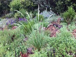 Attēlu rezultāti vaicājumam “Calamagrostis purpurea flower”