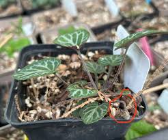 Attēlu rezultāti vaicājumam “Viola uliginosa bud”