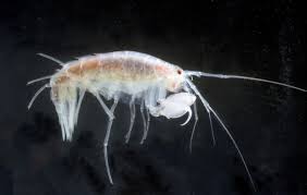 Attēlu rezultāti vaicājumam “Amphipoda”