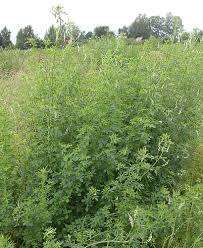 Attēlu rezultāti vaicājumam “Melilotus wolgicus flower”