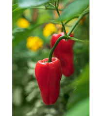 Afbeeldingsresultaat voor Szegedi 80 hot pepper