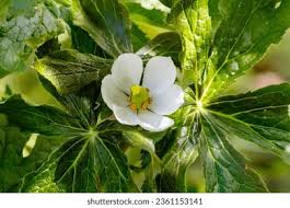 Attēlu rezultāti vaicājumam “Podophyllum hexandrum”