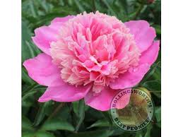 Attēlu rezultāti vaicājumam “Paeonia lactiflora”