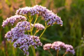 Image result for Baldrian