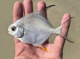 Image result for Trachinotus falcatus