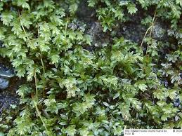 Attēlu rezultāti vaicājumam “Mnium marginatum”