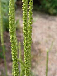 Attēlu rezultāti vaicājumam “Triglochin maritimum flower”
