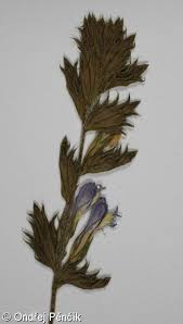 Image result for Euphrasia stricta