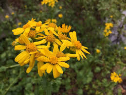Attēlu rezultāti vaicājumam “Senecio viscosus flower”
