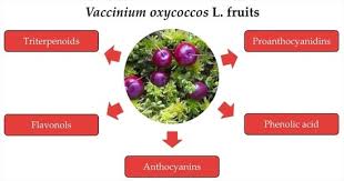 Attēlu rezultāti vaicājumam “Oxycoccus palustris fruit”