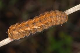 Attēlu rezultāti vaicājumam “Diarsia brunnea”