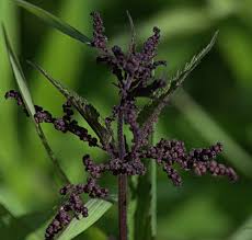 Attēlu rezultāti vaicājumam “Urticaceae”