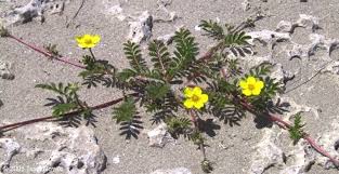 Attēlu rezultāti vaicājumam “Argentina anserina leaf”