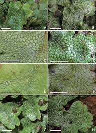 Attēlu rezultāti vaicājumam “Conocephalum salebrosum sporophyte”