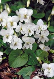 Attēlu rezultāti vaicājumam “Viola sororia”