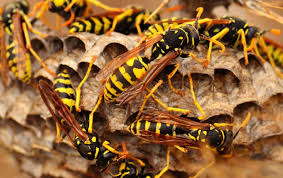 Image result for East Kilbride Wasps