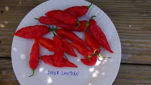 Afbeeldingsresultaat voor paper lantern hot pepper