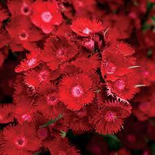 Image result for Dianthus