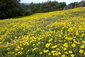 Attēlu rezultāti vaicājumam “Helianthemum nummularium”