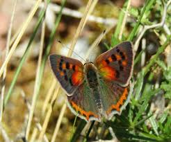 Attēlu rezultāti vaicājumam “Lycaena phlaeas”