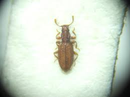 Attēlu rezultāti vaicājumam “Dienerella elongata”