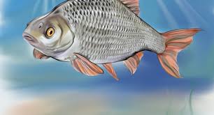 Image result for Rutilus rutilus