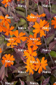 Attēlu rezultāti vaicājumam “Silene x arkwrightii Vesuvius flower”