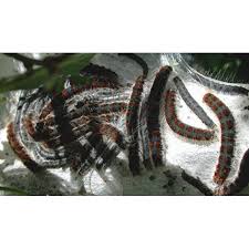 Attēlu rezultāti vaicājumam “Eriogaster lanestris larva”