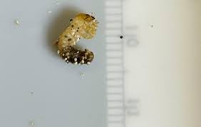 Attēlu rezultāti vaicājumam “Diacrisia sannio larva”