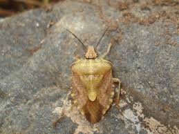 Attēlu rezultāti vaicājumam “Carpocoris sp.”