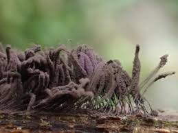 Attēlu rezultāti vaicājumam “Stemonitis axifera var. smithii macro”