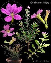 Attēlu rezultāti vaicājumam “Lythraceae”