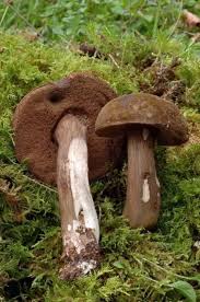 Attēlu rezultāti vaicājumam “Porphyrellus porphyrosporus”