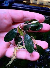 Risultati immagini per bucephalandra pinoh red stem