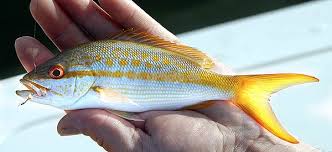 Image result for Ocyurus chrysurus