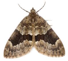 Attēlu rezultāti vaicājumam “Thera variata”