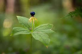 Attēlu rezultāti vaicājumam “Paris quadrifolia fruit”