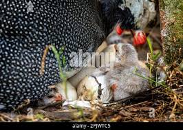 Attēlu rezultāti vaicājumam “Numida meleagris adult”