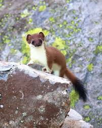 Attēlu rezultāti vaicājumam “Mustela erminea adult”