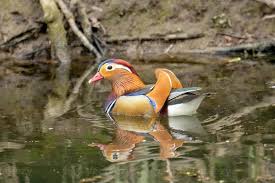 Attēlu rezultāti vaicājumam “Aix galericulata”