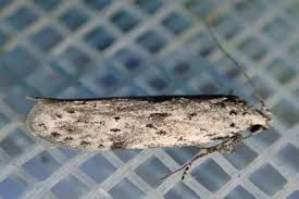 Attēlu rezultāti vaicājumam “Carpatolechia proximella”