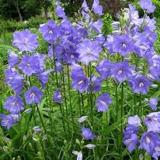 Image result for Campanula persicifolia