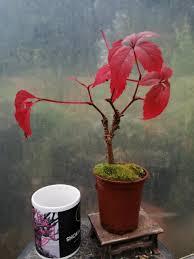 Image result for parthenocissus bonsai