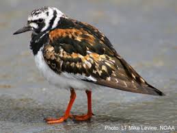 Attēlu rezultāti vaicājumam “Arenaria interpres adult”